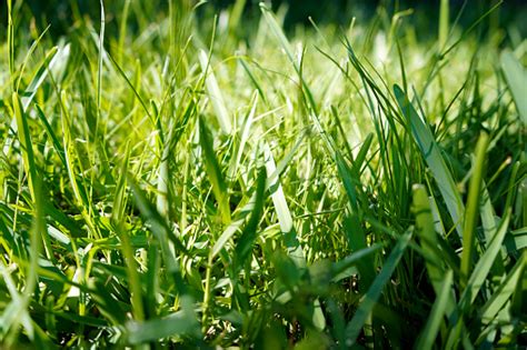 300+ Gras freie Bilder