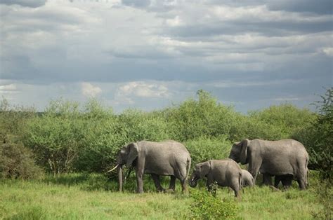 Premium Photo | Herd of elephant in the serengeti plain