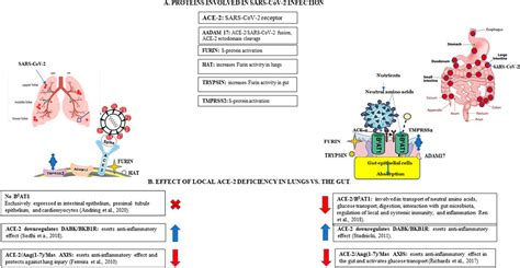 Frontiers A Dual Route Perspective Of Sars Cov 2 Infection Lung Vs