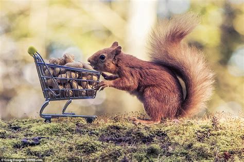 Craig Doogan Snaps Red Squirrel Pushing Tiny Supermarket Trolley