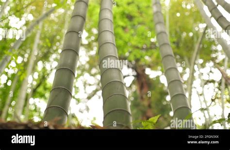 Bamboo Grove Botanical Garden Stock Videos Footage Hd And K Video