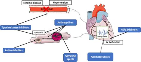 Frontiers Human Pluripotent Stem Cells For Modeling Of Anticancer