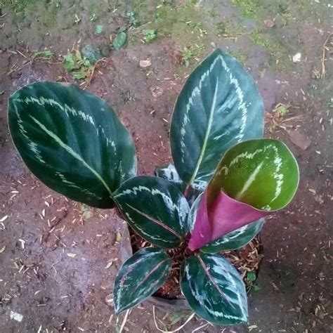 Jual Paket Tanaman Hias Calathea Macam Shopee Indonesia