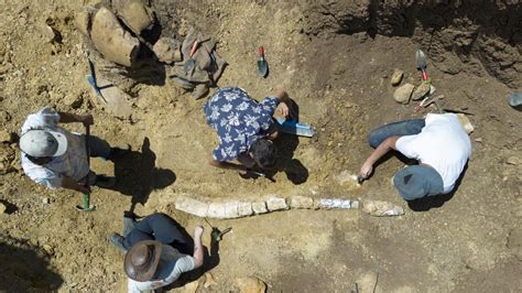 Queensland Museum Network Find Plesiosaurs In Western Queensland Au — Australia’s