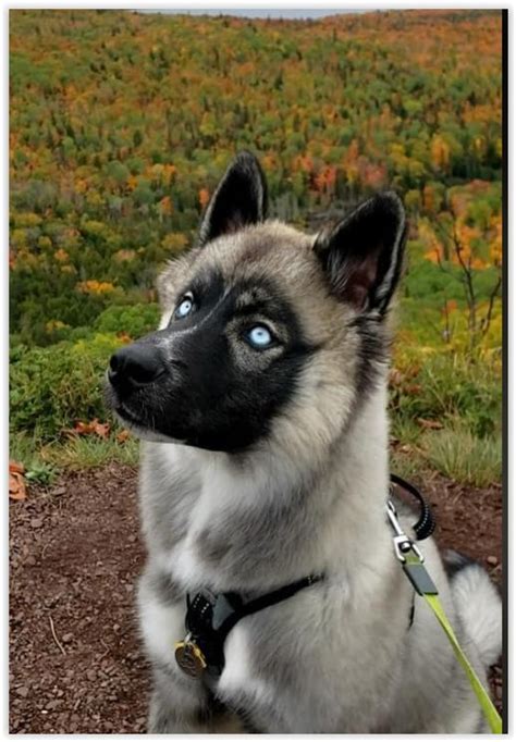 Agouti Siberian Husky with Blue Eyes