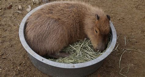 Japanese Zoo Remembers Beloved Capybara Killed in Vicious Fight With ...