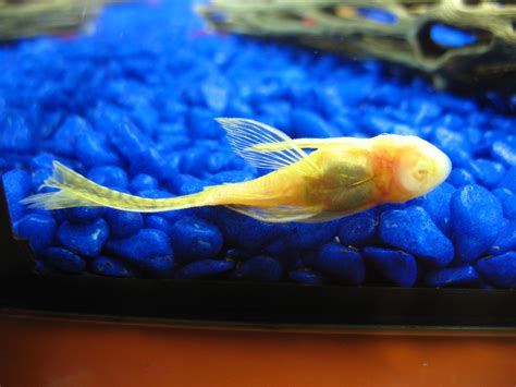 Longfin Albino Bristlenose Pleco photos @ Shrimp Tank