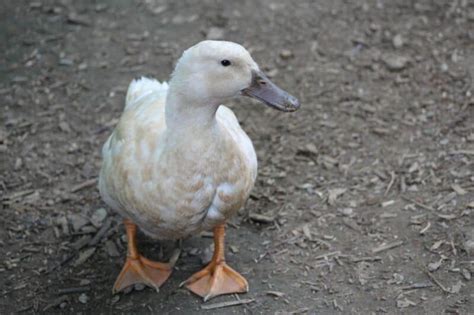 Buff Orpington Duck: A Well Rounded Dual-Purpose Breed