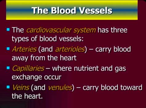 SOLUTION Cardiovascular System Studypool