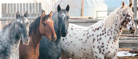 Appaloosa breeders proud of leopards, rare ghost winds | The Western ...