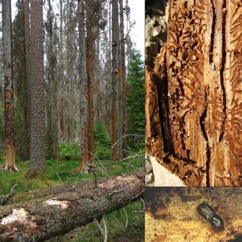 Popolamento Di Abete Rosso Picea Abies In Cui Gli Alberi Schiantati