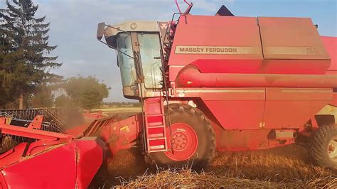 Żniwa Pszenicy 2019 Ursus 1614 Massey Ferguson 38 YouTube