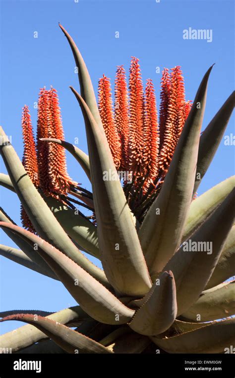 Tall Aloe Vera Plant Hi Res Stock Photography And Images Alamy