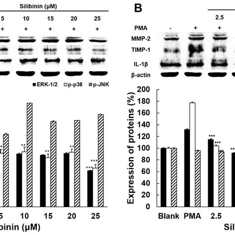 Effects Of Silibinin On Ht Cell Invasion Cell Penetration Into The