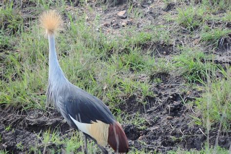 Days Ol Pejeta Lake Nakuru Masai Mara Mid Range X Jeep Tour