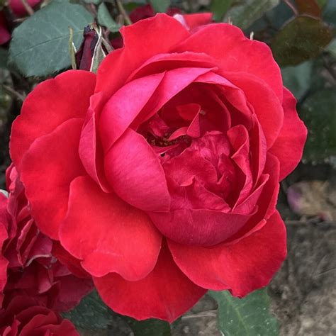 Buy Beautiful Roses Online The Fragrant Rose Company