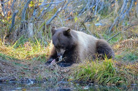 Wildlife Poop Versus Dog Poop: Explained - Leave No Trace