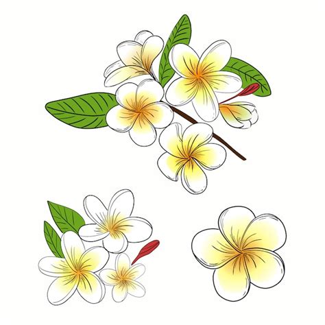 Premium Vector Plumeria Or Frangipani Flower Illustration Collection Set