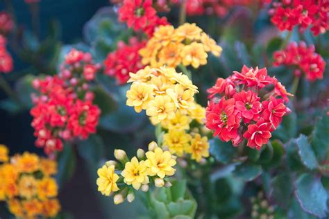 How To Grow Flaming Katy Kalanchoe My Easy Gardening