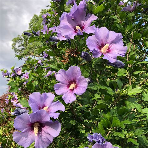 Hibiscus Syriacus Blue Satin Horsford Gardens And Nursery