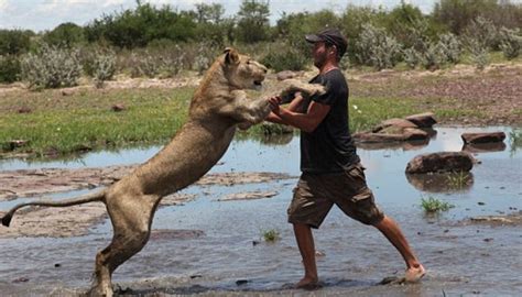 La lionne et son gardien ont formé une relation incassable depuis qu