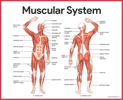 Muscular System Anatomy And Physiology Artofit