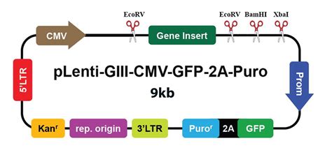 PLIN2病毒液 Human CMV pLenti GIII CMV ABMGOOD貨號370120610196 太鼎生物科技