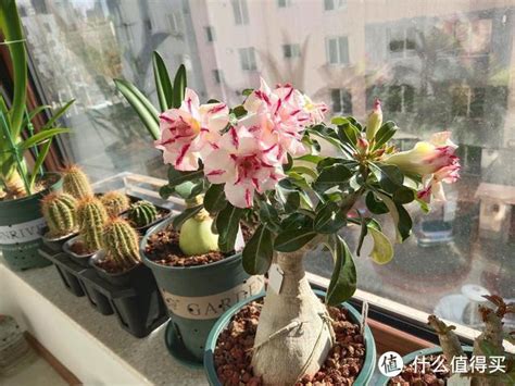 常见的6种花卉，栽培时，选择花盆有技巧，适合用“小盆”来养鲜花绿植什么值得买