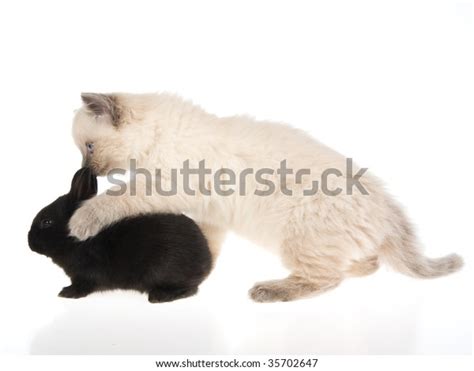 Ragdoll Cross Kitten And Young Rabbit Jigsaw Puzzle By Mark