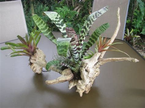 Bromeliad Arrangement In Driftwood Etsy Driftwood Centerpiece