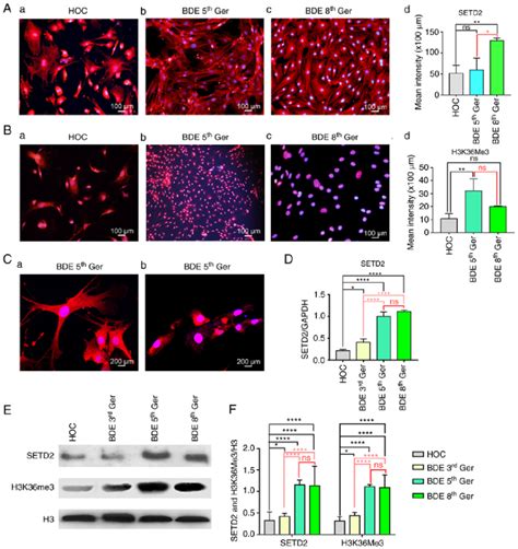 Setd And H K Me Expression In Mice Hocs Induced To Differentiate