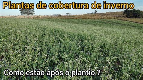 Plantas De Inverno Dias Ap S O Plantio Nabo Forrageiro Tremo O