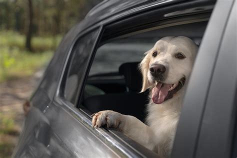 Como Transportar Cachorro No Carro Conhe A As Regras