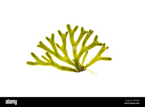 Codium Tomentosum Or Velvet Horn Green Seaweed Isolated On White Green