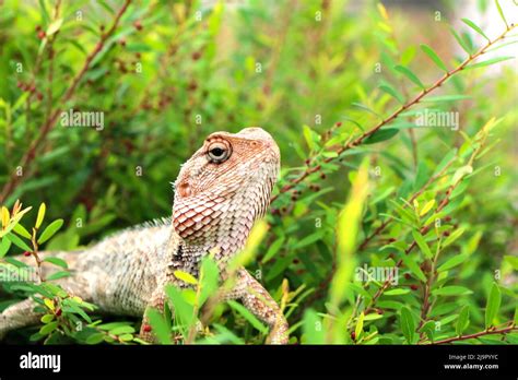 Indian Garden Lizard With Spiny Back Stock Photo Alamy