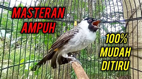 MASTERAN AMPUH Kutilang Gacor Full Isian Mewah 100 Mudah Ditiru Semua