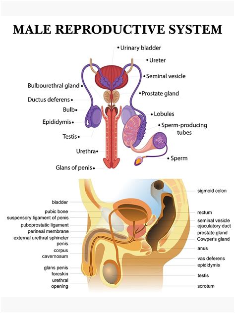 Diagramme Du Système Reproducteur Masculin étiqueté