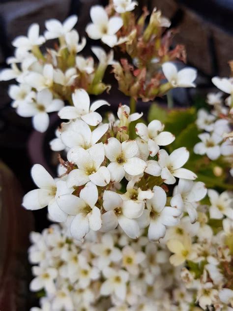 White Kalanchoe Flower In A Garden In Spring Season Stock Image Image