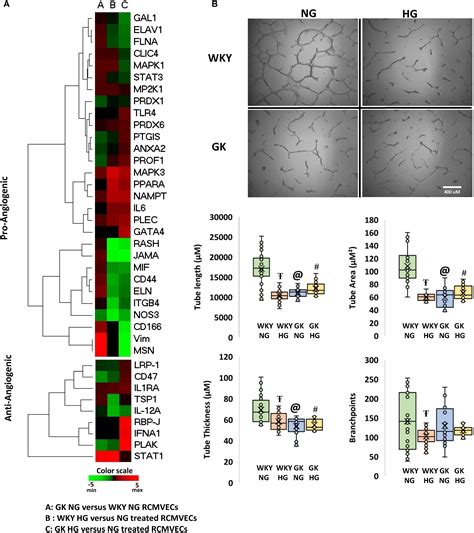 Frontiers Influence Of A Hyperglycemic Microenvironment On A Diabetic