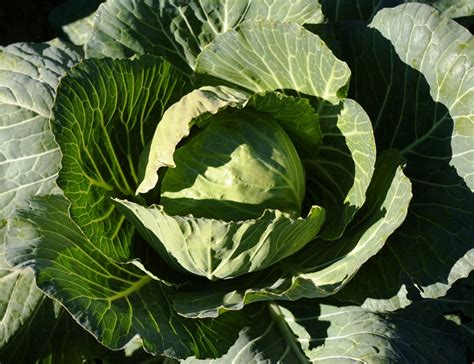 Grandin Village Farmers Market | The Professor's Garden