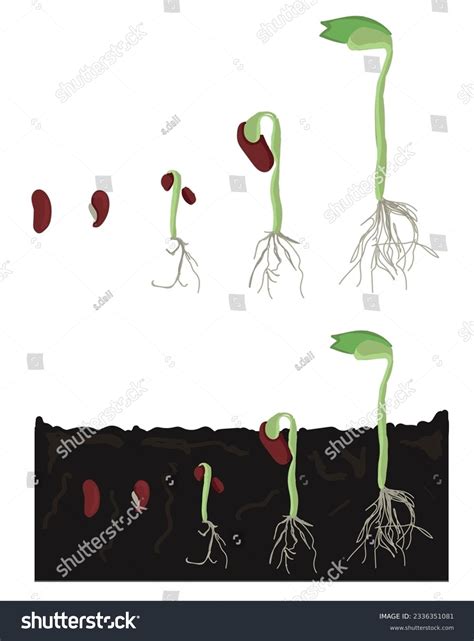 Growth Stages Bean Plant Bean Growing Stock Vector (Royalty Free) 2336351081 | Shutterstock