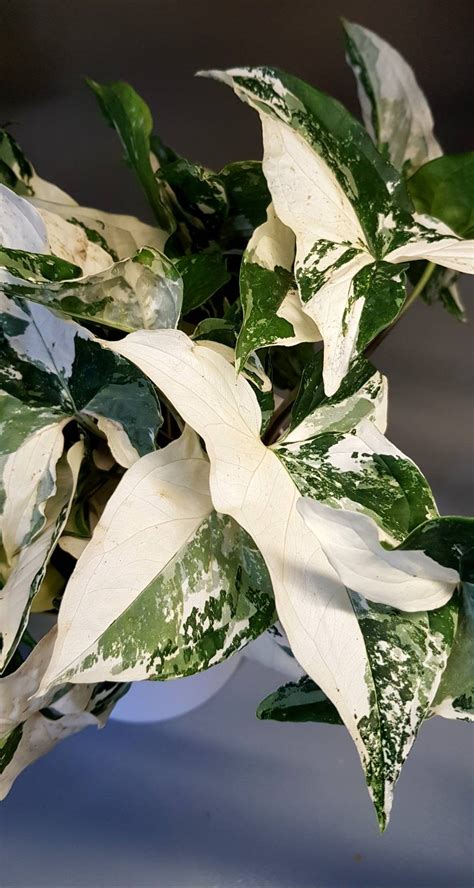 Syngonium Albo Variegata Syngonium White Variegata Etsy Uk Mother