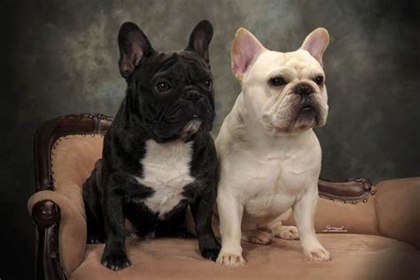 French Bulldog Info, Size, Temperament, Lifespan, Puppies, Pictures