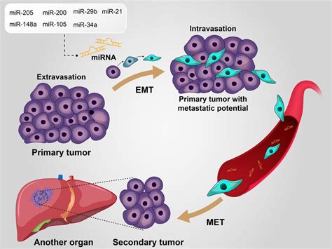 Epithelial To Mesenchymal Transition Emt Which Can Be Modulated By