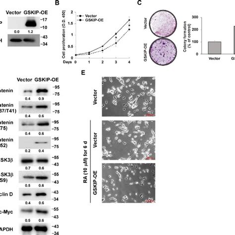 Gskip Promotes Sh Sy5y Cell Proliferation And Inhibition Of Gsk3β