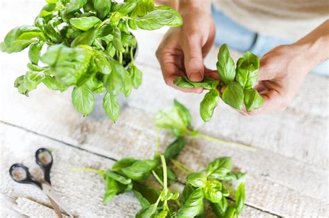 Cooking With Basil How To Savor Summers Flavor