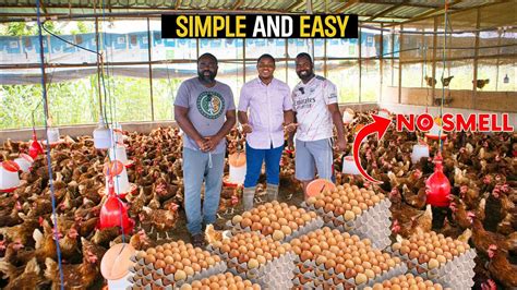 How To Start A Successful Poultry Farm As A Beginner In Ghana Poultry