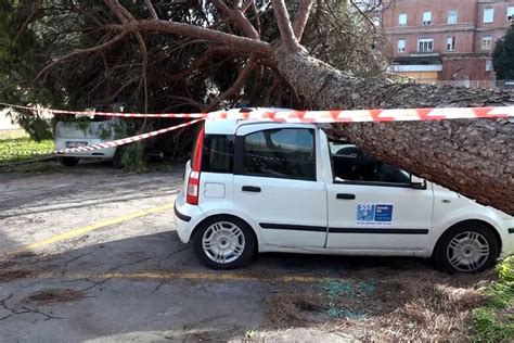 Lucca Grosso Pino Cade Nel Parcheggio Dell Ex Ospedale Campo Di Marte