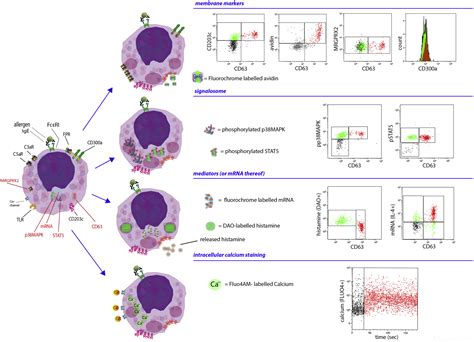 Principles Potential And Limitations Of Ex Vivo Basophil Activation