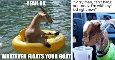 Embrace The Chaos With These Goat-tastically Punny And Funny Memes That ...